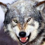 Логотип @odin_na_odin1ty - Одиночка