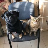 Логотип @odintsovo1chat - 3