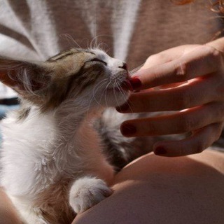 Логотип @oduvanchiki_dlya_canareek - øдуванчики для канареек