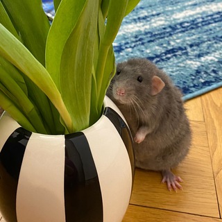 Логотип @ofmiceandme - канал манюни мыши