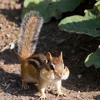 Логотип @ogone4ekbs0 - Канал Фуфлика🥖🐿