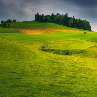 Логотип @ogorodgrow - Чат огородника