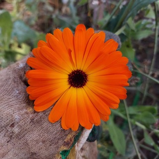 Логотип @ogorodnik_bezzz_stazha - Огородник_без_стажа