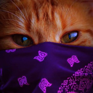 Логотип @ogvideoq - OG