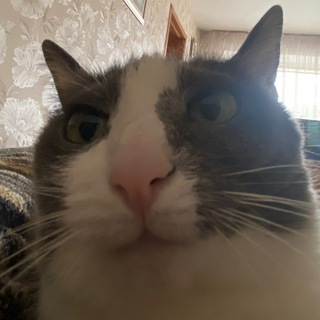 Логотип @ogzubastik - В кабинете у Зубастика