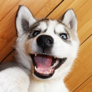 Логотип @oh_eti_zhivotnye - Ох, уж эти животные!