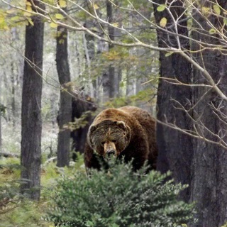 Логотип @ohotaaa888 - 😊Охота Рыбалка Оружие😊