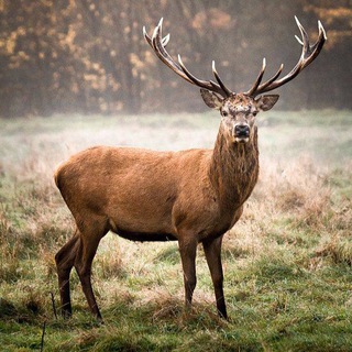 Логотип @ohotnik_ohota - Охотник | Hunt.Ru | Развлекательный канал