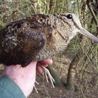 Логотип @oiiiliikkik - умние мисли катенка