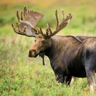 Логотип @oir32 - ❌🇴 🇽 🇴 🇹 🇦❌