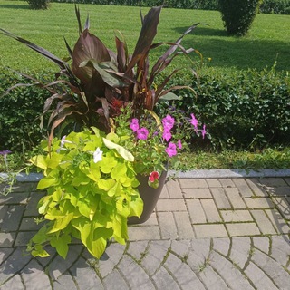 Логотип @ok2645 - "Сельский - дневничок"🍅🌽🥕