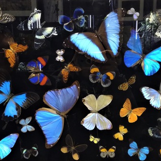 Логотип @ok_bloomer - перевоплощайтесь и играйте с океаном