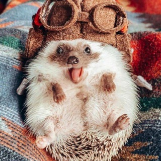 Логотип @ok_kartinki - С добрым утром, отличного дня