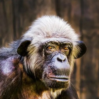 Логотип @oldmonkey_secrets - TATIANA POLUKAROVA