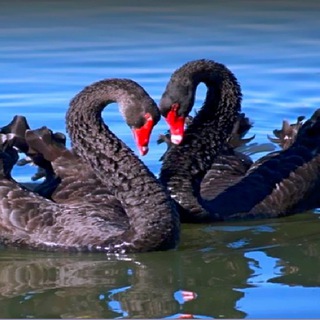 Логотип @olesyabakhmat - В полете над судьбой. Личный блог.