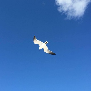 Логотип @olga_usa1 - 🌹OLGA_USA1🌹🇺🇸Выгодные покупки🛍 в США🇺🇸