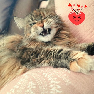 Логотип @olgamco24 - Maine Coon's live