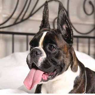 Логотип @olhouse - Ol House / питомник немецких боксеров