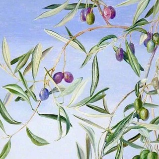 Логотип @olivaoil_juice - Масло для жизни 👍