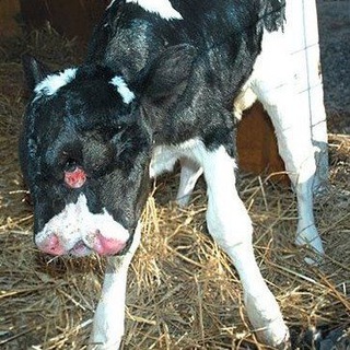 Логотип @olivesh222 - Оливьекинс☀️