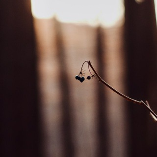 Логотип @olyaimedvedi - Оля и медведи | Ольга Коцюрбий