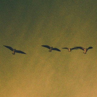 Логотип @olyashafilm - olyasha