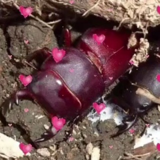 Логотип @omomomoom - ebl3шк isopod