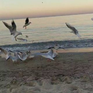 Логотип @omusohbet - OMÜ Sohbet-Muhabbet Grubu😊