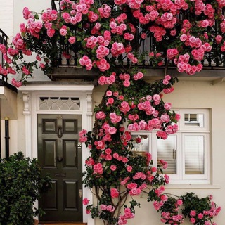 Логотип @onametganide - как говорят узбекские мамы