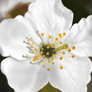 Логотип @onebitterapple - Горкi яблык