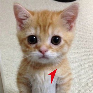 Логотип @onecats1 - единые котики 😻