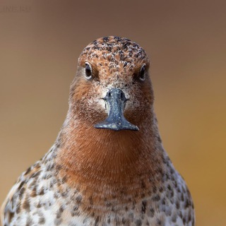Логотип @onedayonebird - One day - one bird