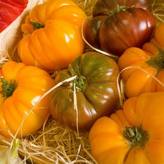 Логотип @onegoodfuture - One Good Future - Der Kanal für Selbstversorger