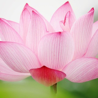 Логотип @online_dao - Даосские женские практики