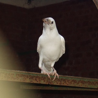 Логотип @online_psyhe - Смотри иначе. Online☆psy.