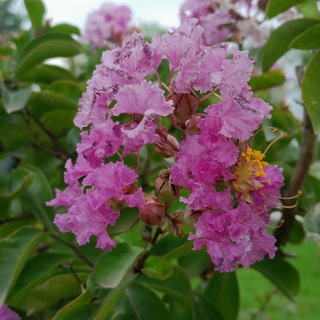 Логотип @onlinebebinid - آهنگ گیلانی