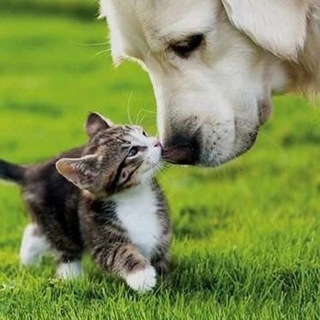 Логотип @only_emotion - Одно умиление