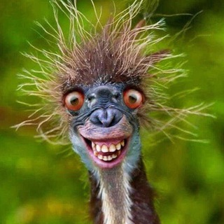 Логотип @only_funniest - 🌶 ТОЛЬКО_СМЕШНОЕ 🌶