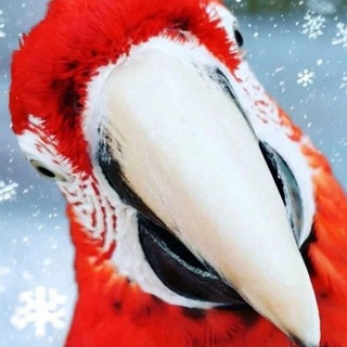 Логотип @onoprienko1 - Попугаи Оноприенко