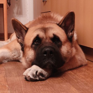 Логотип @onotolefan - Онотоле говорит!