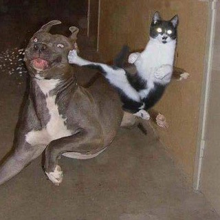 Логотип @onvarigoler - DRÔLES DE VIDÉOS