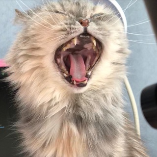 Логотип @ooioyaa - Чат / дом оли