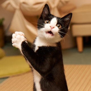 Логотип @op_kotiki - ОП, КОТИКИ 😻 Кошки | Коты | Котята