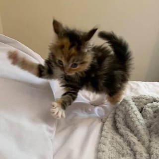 Логотип @opasnygoro - Опасный гороскоп