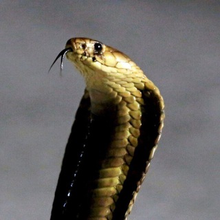 Логотип @opassnost - Опасное