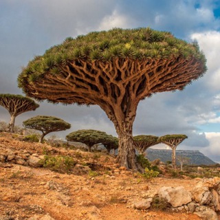 Логотип @open_globe - Открытый Мир