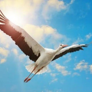 Логотип @openfacebelarus - Открытое лицо Беларусь 🇧🇾