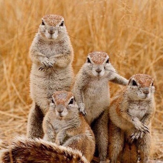 Логотип @oppaudm - Оппозиция Удмуртии