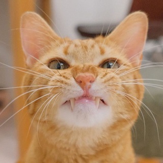 Логотип @orangebraincell - Клуб «Жёлтый Полосатик»