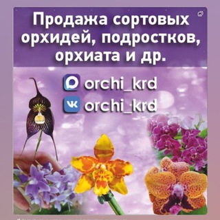 Логотип @orchi_krd - Продажа сортовых орхидей